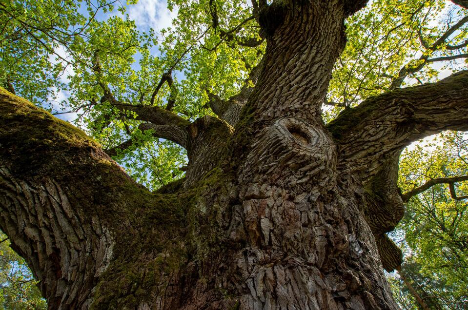 The 1.000 year old oak - Impression #1 | © Kurkommission Bad Blumau